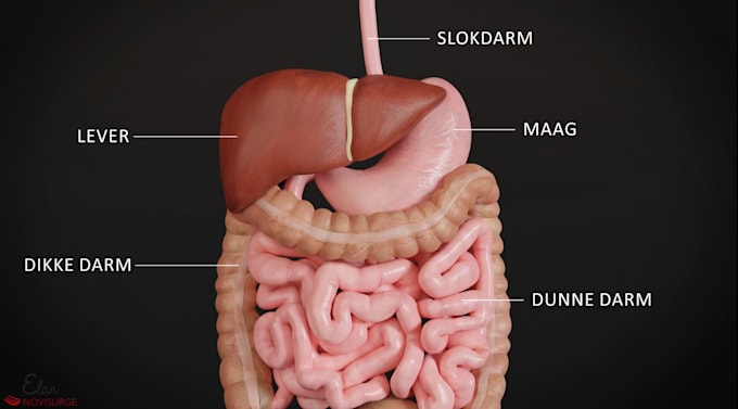 Gig Preview - Do 3d medical anatomy animation medical animation 3d medical animation video