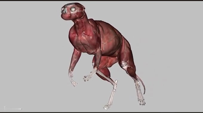 Gig Preview - Photorealistic 3d animal animation, 3d animal model, character design vfx, cgi,