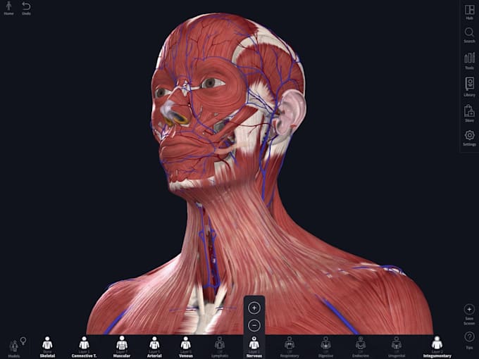 Gig Preview - Create high quality 3d medical visualizations for anesthesia and physiology