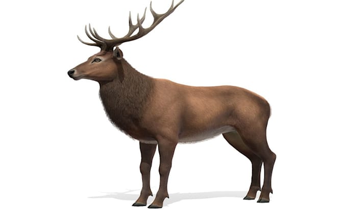 Bestseller - do 3d animal model 3d character model with rigging and animation in blender