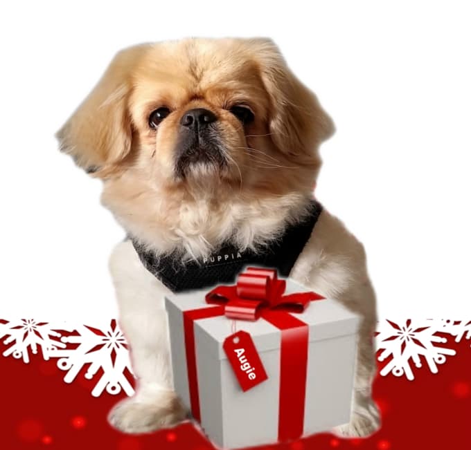 Gig Preview - Animate pets into a holiday christmas video card message