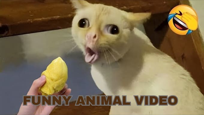 Bestseller - create funny animal video and pet compliant