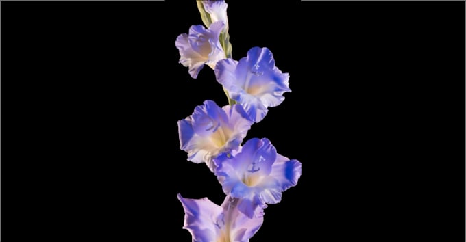 Gig Preview - Render high quality 3d flower animation, cgi plant design, 3d flower rendering