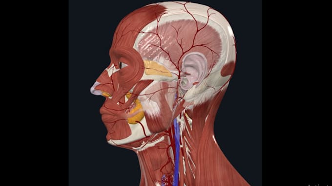 Gig Preview - Do medical and anatomical 3d head model skull 3d bust 3d sculpting 3d printing