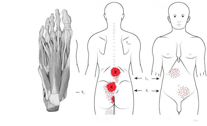 Gig Preview - Do all medical, dental and scientific illustrations for you