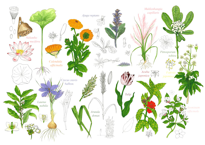 Gig Preview - Draw botanical sketches of plants with watercolor