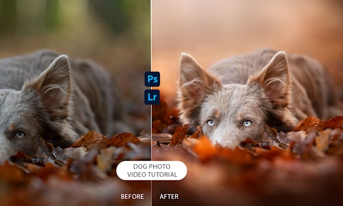 Bestseller - a video tutorial to help you edit your photos dogs