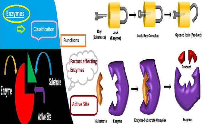 Gig Preview - Clear enzymes, structure, function, kinetics, regulation, inhibition, activation