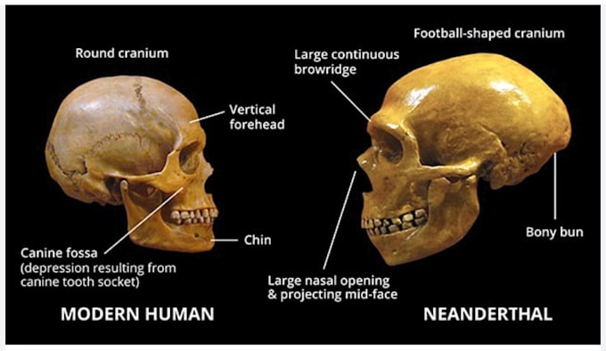 Gig Preview - Do human evolution, archaeology, research and biological anthropology