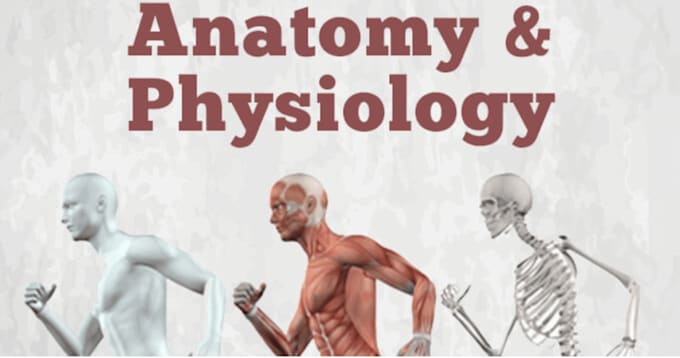 Gig Preview - Assist you in human anatomy and physiology