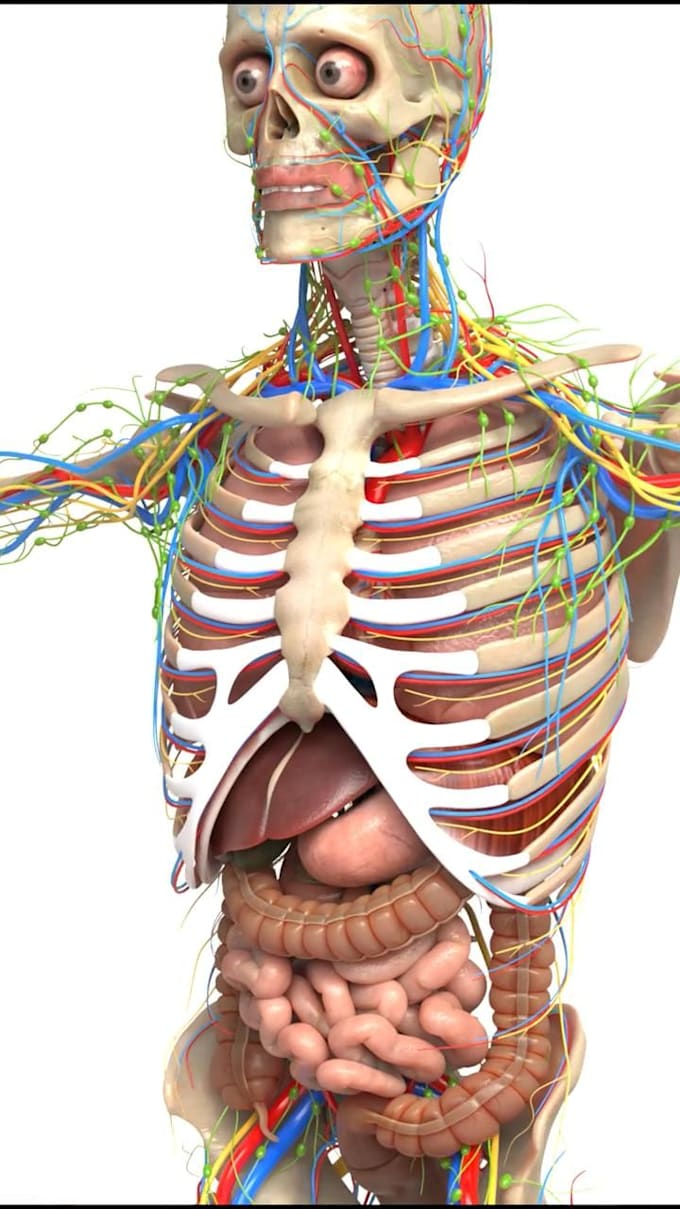 Gig Preview - 3d medical and industrial product animation,3d medical video, health animation,