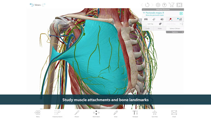 Gig Preview - Do 3d medical animation, anatomy animation, 3d medical explainer video