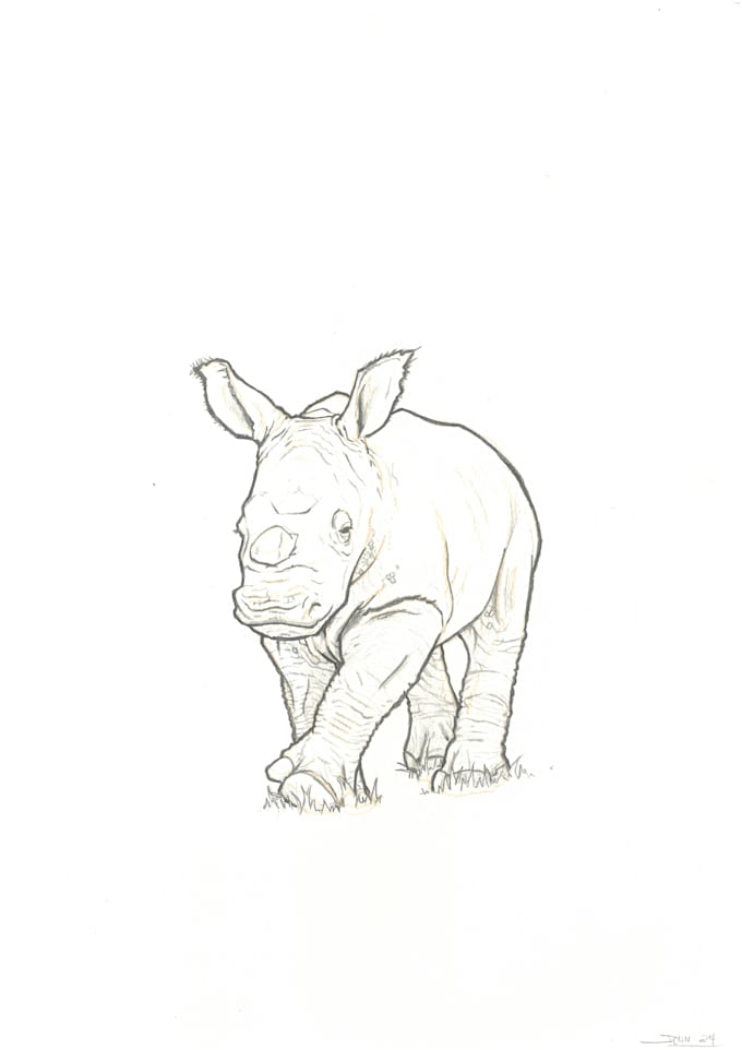 Gig Preview - Pencil sketch wildlife images