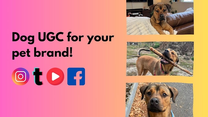 Gig Preview - Create ugc for your dog product for tiktok ig fb or youtube