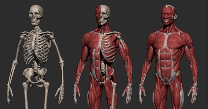 Gig Preview - Turn reference to realistic human anatomy,human body part,skull,sculpt organ,stl