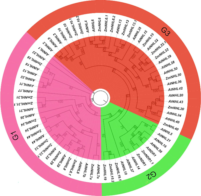 Gig Preview - Perform comprehensive phylogenetic analysis for your research