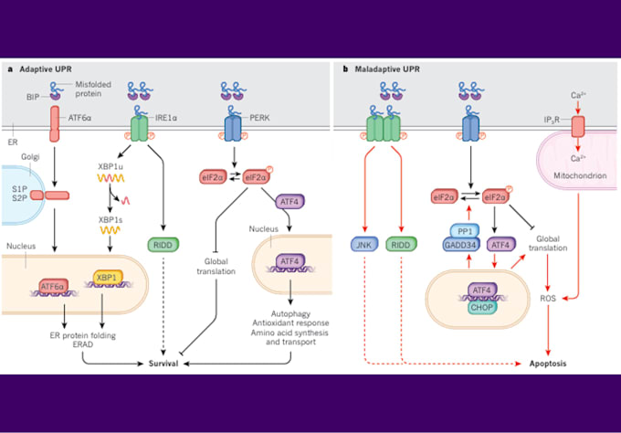 Gig Preview - Design scientific figure, illustration, graphical abstract for you