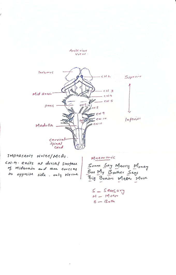 Gig Preview - Tutor basic sciences, pathology, pharmacology, exam preps