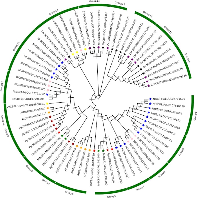 Bestseller - provide expert bioinformatics analysis, including primer design