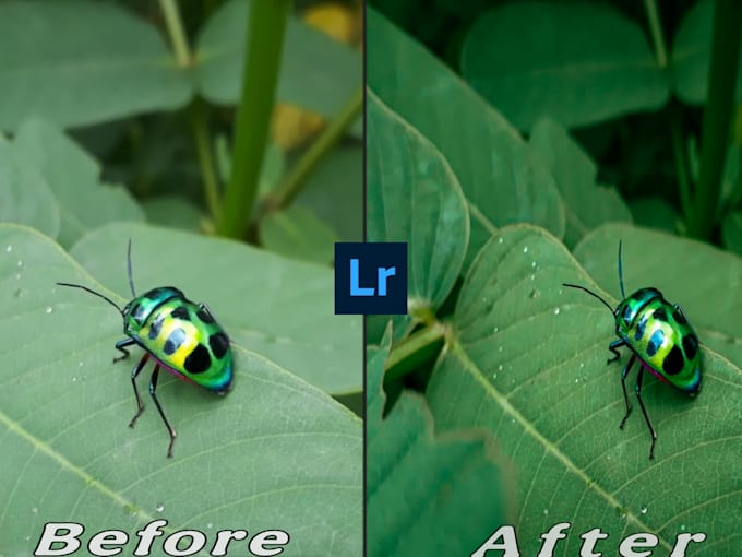 Bestseller - do  lightroom editing, color grading of photographs