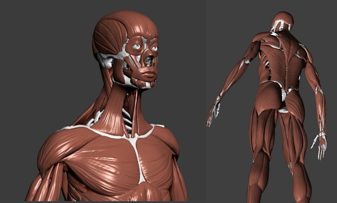 Gig Preview - 3d medical animation, 3d product animation, 3d anatomy model, 3d medical model