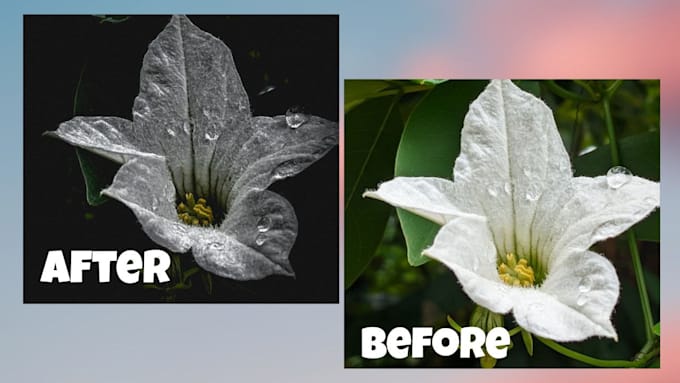 Bestseller - do professional lightroom editing editing,color change