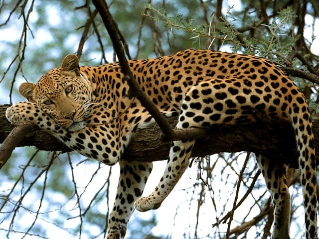 Bestseller - do a travel package for a safari to east africa via viola holidays