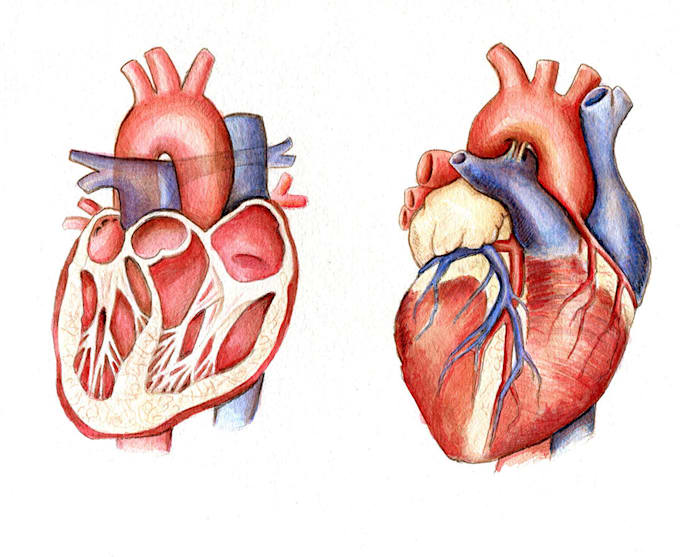 Gig Preview - Do realistic medical illustration