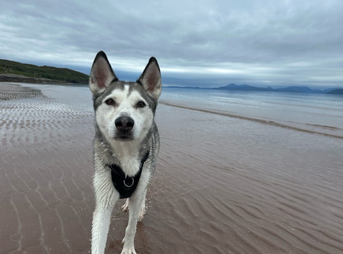 Gig Preview - Create ugc for your pet products with my husky