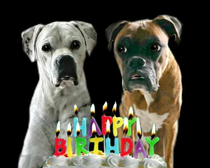 Make a happy birthday dog or cat singing video by Gooberella