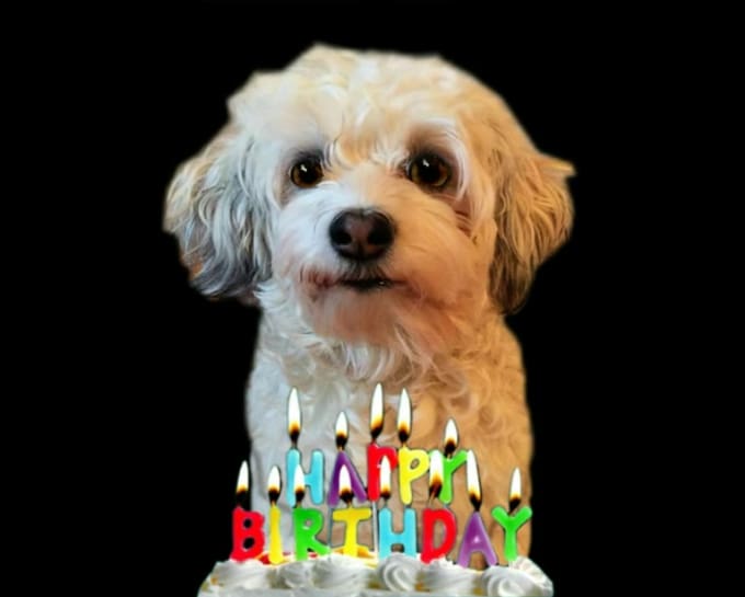 make a happy birthday dog or cat singing video