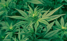 write an impressive article on medical marijuana cannabis and vaping