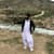 Faisal M