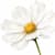 MyEverBlooming