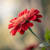 Nadeem Zain