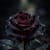 Dark Rose