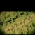 Jawad Ahmed