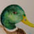 Biggusduckus