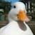 Mcpato