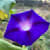 Hadassah S.