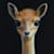 Iefre T