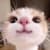 Cat Memes