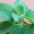 Praveen