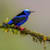 Eveningbluebird
