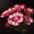 Axerae S