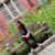 POOJITHA
