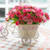 samah_refaat