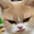 Moshi