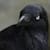Raven