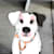 Mycartoonpets